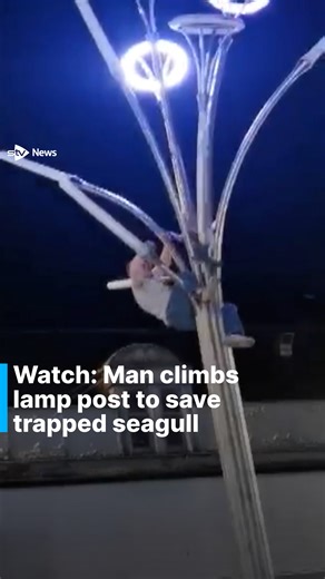 187K views · 3.8K reactions | Watch moment man climbs lamp post to save trapped seagull. Jack Kelly was filmed saving a seagull that was trapped in a Glasgow lamp post. “My colleague jokingly said to go and save it, and I was like ‘yup no bother’,” the 21-year-old told STV News. #seagull #animalrescue #sauchiehallstreet #glasgow #scotland #news #scottishnews #stvnews | STV News | Facebook