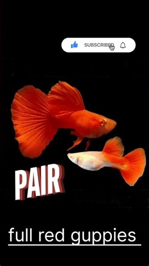 👉 “Top 8 Beautiful Guppies 😍 #fishkeepinghobby