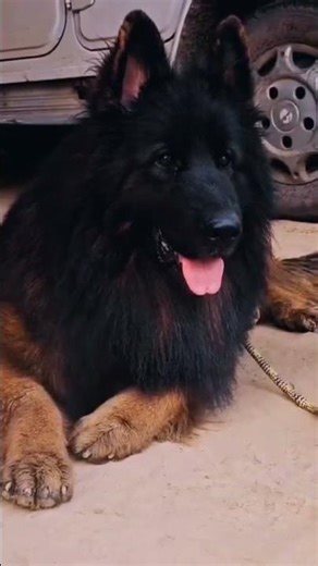 Biggest size German shepherd dog ki.#germanshepherd#blackgermanshepherddog#gsdindian