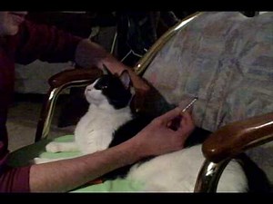 9 Possible Signs of Feline Diabetes