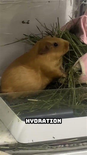 Guinea Pig Giving Birth? 3 Most Important Things You Must Do