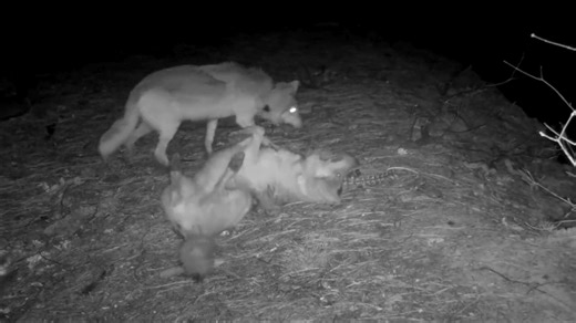 Thirty conservation organizations have urged wildlife agencies to take science-based actions to protect Mexican gray wolves after a new analysis showed a declined in the endangered species’ genetic diversity for the 4th year in a row. In a letter to the U.S. Fish and Wildlife Service, Arizona Game and Fish Department and New Mexico Department of Game and Fish, the groups requested that government agencies release wolf families because the captive population has 37% more genetic diversity than th