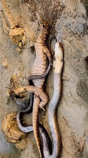 The Immortal Reptile? Inside the Monitor Lizard's Biological Shield!