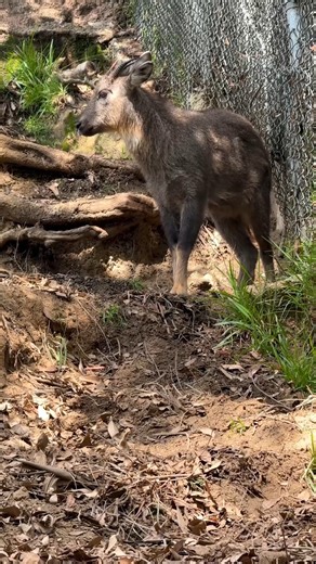 Chinese goral are shy and elusive goat-antelopes found in the steep slopes of wooded mountains in east-central China. While these creatures might have a fear of social gatherings, they definitely do not have a fear of heights. How high can they go? They can be found at elevations between 3,000-8,000 feet…sometimes even as high as 13,500 feet! Their wooly undercoat with long, coarse guard hairs is well suited for life in a cold climate at a high altitude. | Los Angeles Zoo