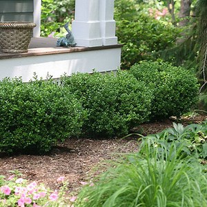 Sprinter® Boxwood
