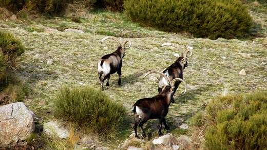 Gredos Ibex - Trophy Hunting Spain