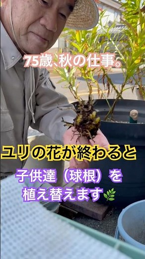 ユリの花が終わると、毎年球根を掘って植え替えます。一つの花に数個の子供達が出来ます。楽しみの一つです。#百合 #球根 #植え替え #寄せ植え #ガーデニング #70代 #シニアライフ #土作り #秋