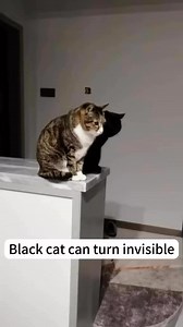 Black Cat MAGIC ❤️ | Fibro Colors Fibromyalgia Awareness