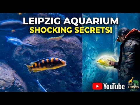 Why Leipzig is Better Than Berlin (Full 2026 Travel Guide) 🇩🇪