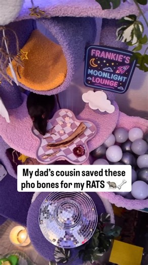 🐭 THE RAT PACT 🐭 on Instagram: "cheffin’ it up for the rats has officially become an extended family affair 😂🙏🐀 Gourmet plate at Frankie’s Moonlight Lounge 🌙: 🦴 Pho bone = marrow aroma + natural gnaw enrichment (rat crack) ⭐ Gerber star puffs = crunchy carbs, perfect texture 🐛 Dried Mealworms = high-value protein 🐟 Dried Minnows = omega fats + wild-rat energy 🫛 Peas for fishin’ in their pool 🦠🐀💘"
