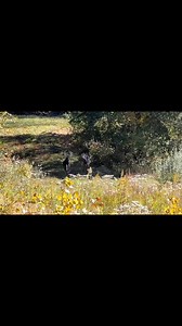 #beautifulbuck #stud #360blind #360 #beans #ProteinPower #protein #Giants #giant #backwood #bigdeer #whitetailhuntingaddict #deervalley #viralpost #viralvideo #viral #deerhunt #deerhuntingseason #backwoods #bigbucks #mass #buckfight #bigbuck #Hunter #fight #godscountry❤️ #GodsCountry #godscountry #hunter #hunt #treestandhunting #treestand #huntinglife #huntingusa🇺🇸 #huntingseason #nontypicalbuck #nontypical #typical #whitetail #whitetaildeerhunting #whitetailhunting #whitetails #whitetailseaso