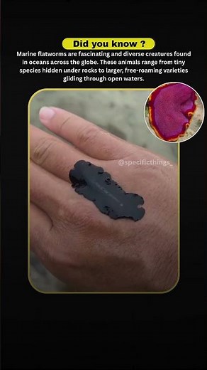 Marine Flatworms: The Colorful, Carnivorous Masters of the Ocean Floor . #shortsfeed #didyouknow