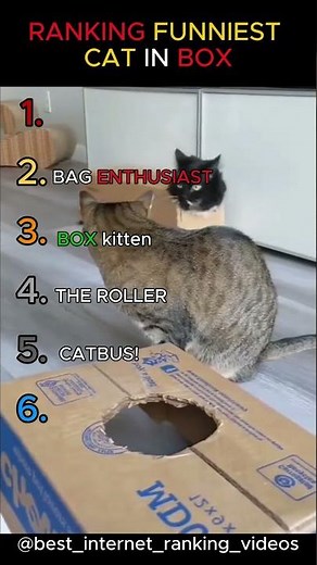 Ranking The Funniest Cat In Box Moments 📦🐱 | Funny Cats #shorts