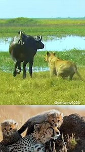 lion hunting | Animal World