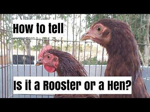 The difference between a Rhode Island Red Rooster and Hen at 16 weeks old