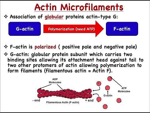 Cell Biology | Ch.11– Cytoskeleton, Part 1 (Actin microfilaments)