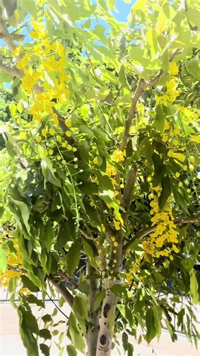 Flowers bring me happiness 😍💛#fyppppppppppppppppppppppp #fypシ゚viral