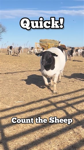 Jacob & Cassie Miller on Instagram: "🐑Count the sheep with me! 🐑Comment your best guess! #sheep #countingsheep #dorper #stampede"