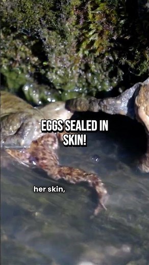 This Frog Gives Birth… From Its Back! 🐸😳 | Factual Fangs