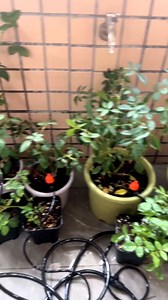 Sprinkler Timer, Programmable Water Timer for Garden Hose, Outdoor Hose Faucet Timed with 4 Plans/Rain Delay/Automatic Watering System, Digital Irrigation for Yard, Lawn, 1 Outlet with 2-Way Splitter