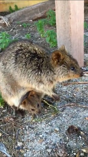 Just how cute is this baby quokka! 🥰 | MetDaan Animals