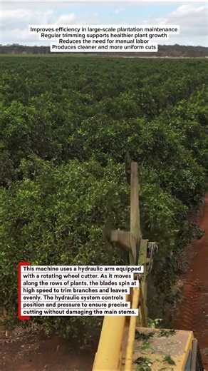 Super Fast Tree Trimming Machine in Plantations