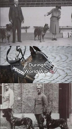 The Forgotten War Hero | Dutch Shepherd’s Untold Story