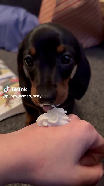 Playful Dachshund Enjoys Creamy Snack Interaction