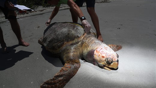 Hundreds of sea turtles washing up dead on SWFL beaches; red tide likely killer