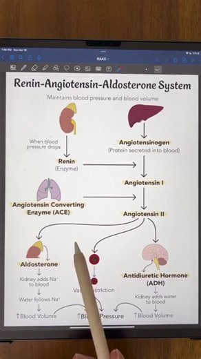 Renin-Angitensin-Aldosterone System #renin #system | The World Of Biology | Facebook