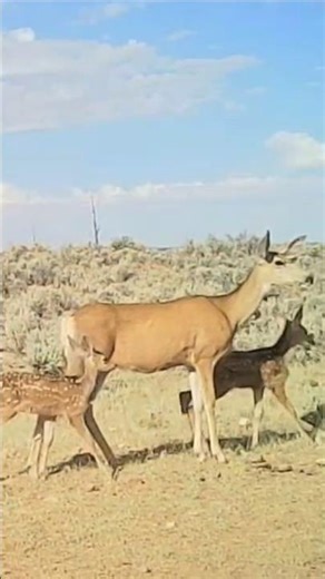 Mom And Two Babies #deer #wildlife #wildlifephotography #babydeer #babyanimals #babies #nature