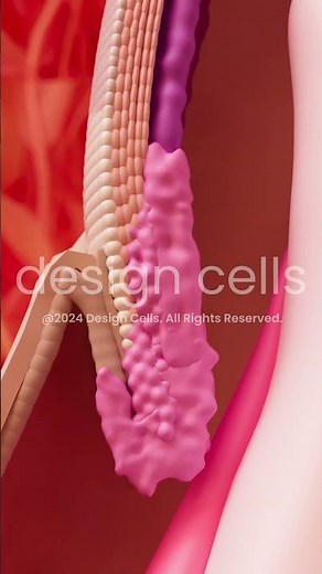 Nail Fungus: Understanding the Infection and Nail Growth 3d Animation