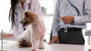 Veterinarian and assistant working on dog health check in veterinarian's office.