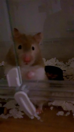 #ゴールデンハムスター #ハムスター #バンデット #毛長