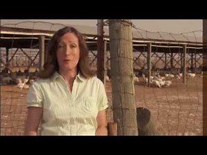 HowStuffWorks Show: Episode 2: Turkey Feather Uses