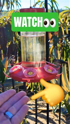 My hand attracts hummingbirds, yours will too! #hummingbirds #hummingbirdfood #nature