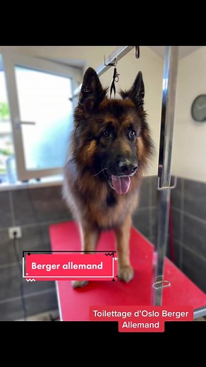 Toilettage d'Oslo, Berger Allemand : Routine de Bain