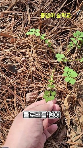 From Three-Leaf and Four-Leaf Clover to Ten-Leaf Clover (Early Childhood Nature Education)
