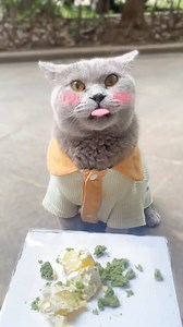 300K views · 1.6K reactions | No More Waste!梁 Feed Stray Cats With Me  - Cat Help Cat #catvideos #catmemes #trendingreels #nomorewaste #cathelp #helpcats #reelschallenge #reelsfacebook #reelsviralシ #reelsfypシ #fyb #animallover #dontwastefood #trendingreels2024 | Oscar's funny world cat | Facebook