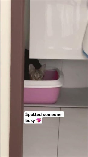 When BengBeng begins to open up, a little more 🥹😻