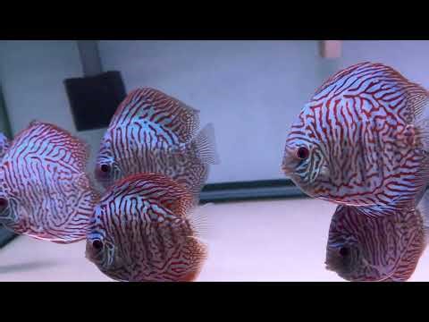 4.5-5.0" Tiger Turquoise