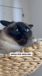 that look of disgust 😂🥲 | Thatcatdobby