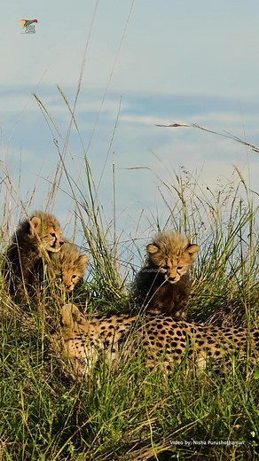 Mama Moments! #cheetah #cheetahcubs #savethecheetah #NishaPurushothaman #MaraTrails #PawsTrails #reels #reel #reelsvideo #reelitfeelit #videooftheday #naturelovers #nature #naturelover #naturegeography #music #animal #animallovers #animals #wildlife #wildlifephotography #wildlifephotographer | Nisha Purushothaman