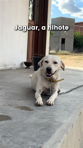 3. Jaguar e a saudade Eu sei que vocês esperavam outra história. A gente também… Nem todos os dias na roça são felizes e quase ninguém mostra esse lado. A vida no sertão é um ciclo de alegrias e lutos. A gente volta em breve com histórias mais leves. Obrigada pelo carinho que estão tendo com a gente! #c#chácaras#sertãov#vidanaroçavidanocampo