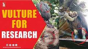 Espionage Panic: Suspicious Vulture Sighting Near Karwar Kadamba Base A vulture, which had a GPS tracker and was found in the vicinity of the Kadamba Naval Base in Karwar of Uttara Kannada district, created a flutter on Sunday as security officials wondered whether the bird was being used for espionage purposes. #Goa #Karnataka #Karwar #Naval #Base #GPS #Vulture #Spy | Prudent Media