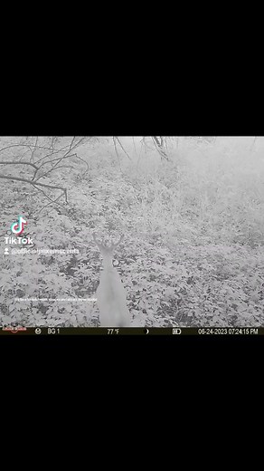 #mockscrape #hunting2023 #deerhunting | Jinx'em Scents