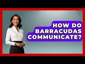 How Do Barracudas Communicate? - The Marine Life Explorer