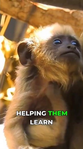 Black Howler Monkey Facts You Didn't Know