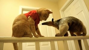 Ο κατοικίδιος μυρμηγκοφάγος