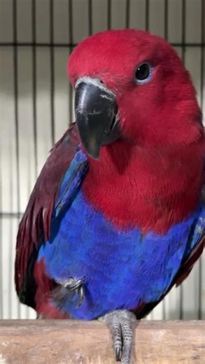 Eclectus Female #talkingparot #bird #parrot #eclectus